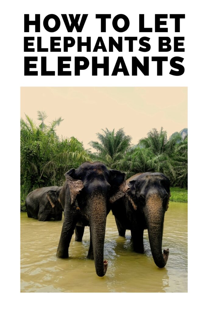 elephant image with text how to let elephants be elephants