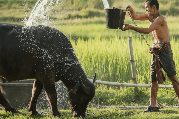 man pouring water on a bull