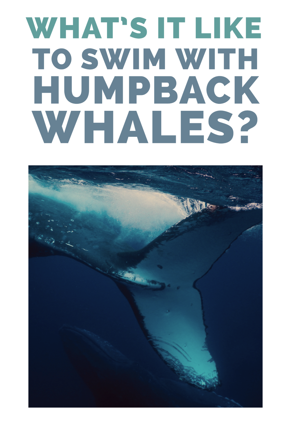 blog cover for what it's like to swim with humpback whales